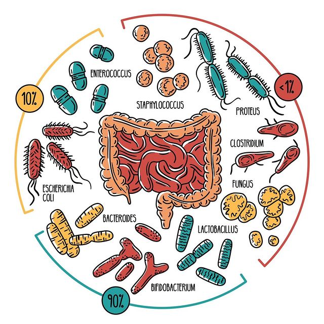 la nostra microbiota comença a colonitzar el nostre intestí a la panxa de la mare 🤰🏻