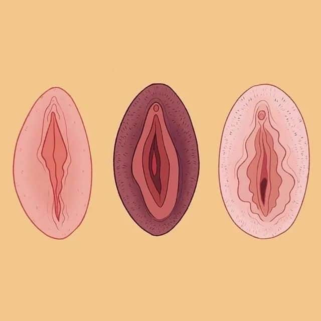 Coneixes les parts de la vagina? 🔻
